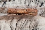 PICTURES/Petrified Wood/t_P1010408.JPG